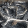Plants: image 2 0f 20 thumb