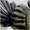 Plants: image 6 0f 20 thumb