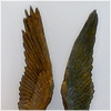Plants: image 12 0f 20 thumb