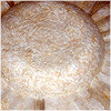 Plants: image 20 0f 20 thumb