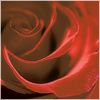 Plants: image 7 0f 20 thumb