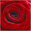 Plants: image 14 0f 20 thumb