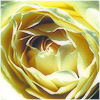 Plants: image 5 0f 20 thumb