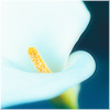 Plants: image 10 0f 20 thumb
