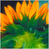 Plants: image 17 0f 20 thumb
