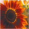 Plants: image 19 0f 20 thumb