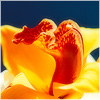 Plants: image 20 0f 20 thumb