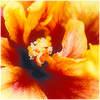Plants: image 6 0f 20 thumb