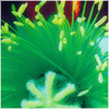 Plants: image 8 0f 20 thumb