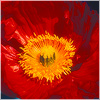 Plants: image 10 0f 20 thumb