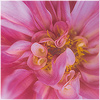 Plants: image 1 0f 20 thumb