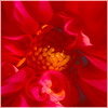 Plants: image 2 0f 20 thumb
