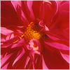 Plants: image 4 0f 20 thumb